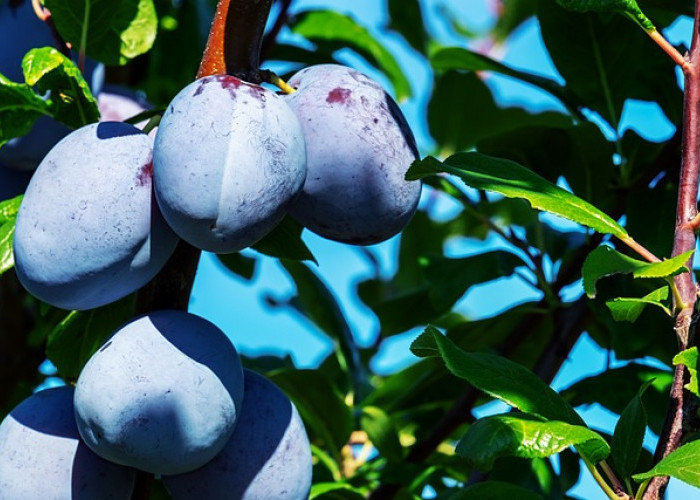 Mengenal  Karakteristik, Asal, Sebaran, dan Segudang Manfaat Buah Plum