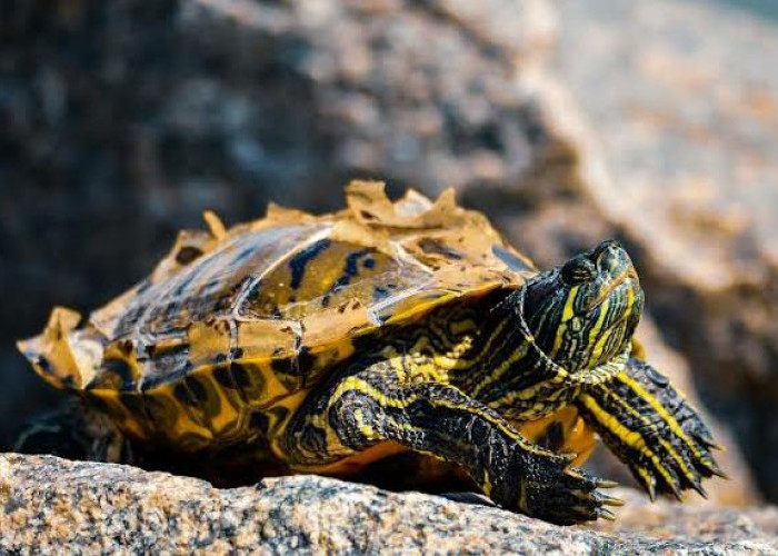 Cara Mudah Merawat Spesies Kura-Kura Matahari Eksotis Bagi Pemula