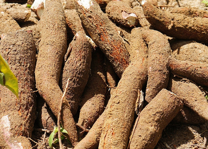 Prihatin Soal Harga Singkong di Lampung, Mirza: Jangan Sampai Berlarut-larut, Harus Ada Pembahasan Mendalam! 