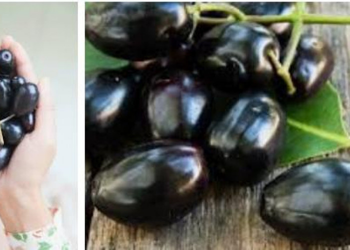 Manfaat buah jamblang, Mulai dari Mencegah Sakit jantung hingga bisa untuk Diet 