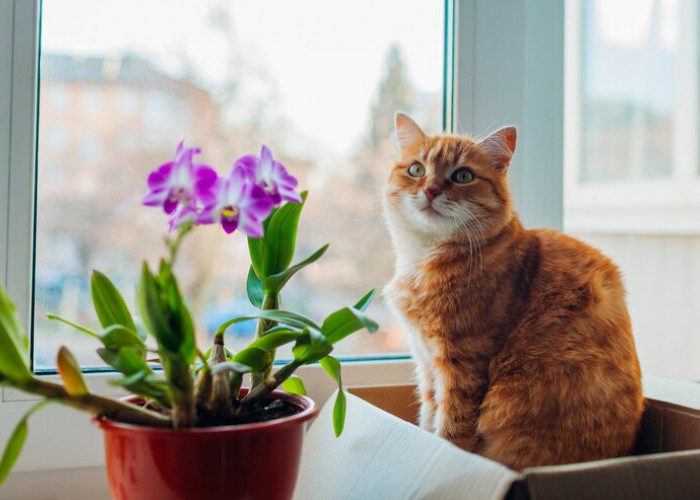 Yuk! Kenali Benda-benda yang Dapat Membahayakan Kucing