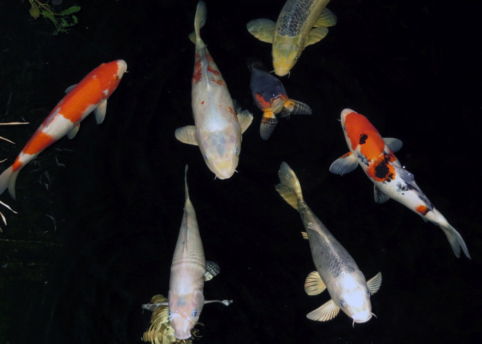 Hanako, Ikan Koi Tertua di Dunia yang Hidup 226 Tahun di Jepang