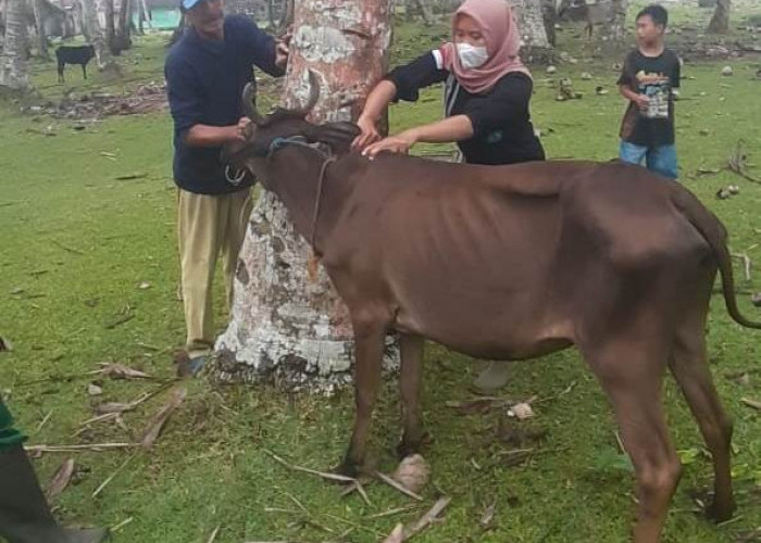 Di Tubaba, Vaksin PMK Sudah Capai 13 Ribu Ternak