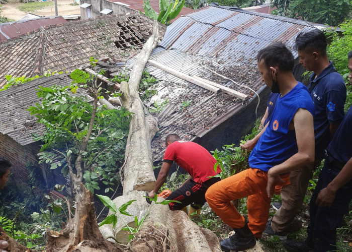 Pohon Tumbang di Panjang Timpa 2 Rumah, Beruntung Tidak Ada Korban Jiwa
