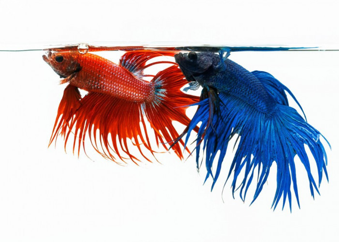 Fakta Cupang Serit, Ikan Hias Air Tawar Hasil Breeder Indonesia