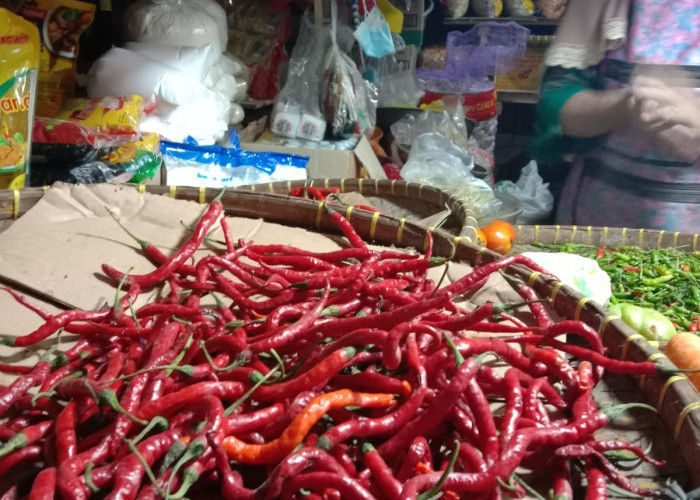 Harga Cabai di Pesisir Barat Naik, Rawit Merah Rp 70 Ribu per Kilogram