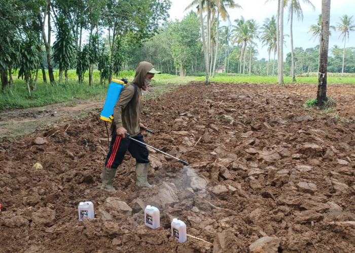 Ternyata, Ini Penyebab Pupuk Subsidi Langka dan Solusinya
