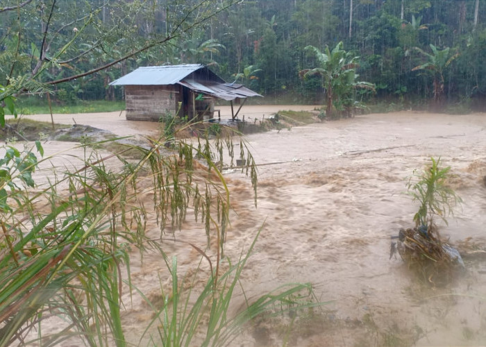 Banjir Lagi, Puluhan Hektare Sawah di Lampung Barat Terendam 