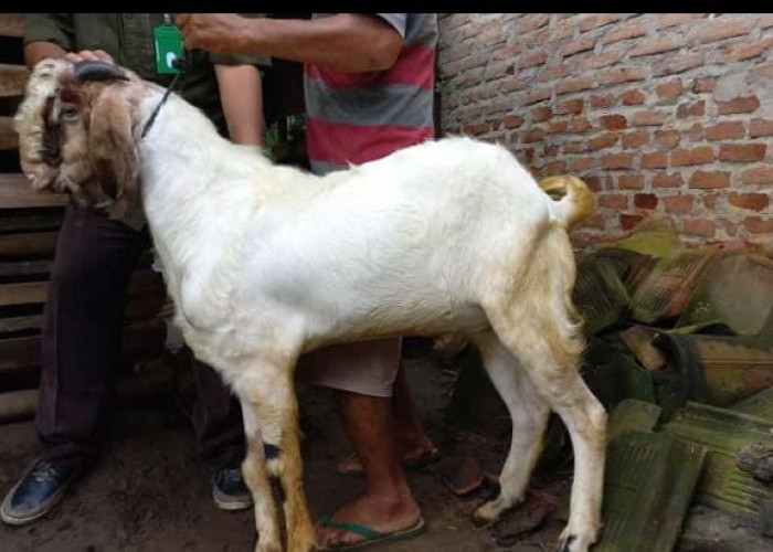 Pemkot Bandar Lampung Segera Turun Cek Hewan Qurban Pedagang Musiman