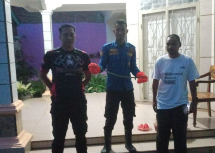 Damkarmat Kota Metro Evakuasi 7 Ular Selama Lebaran