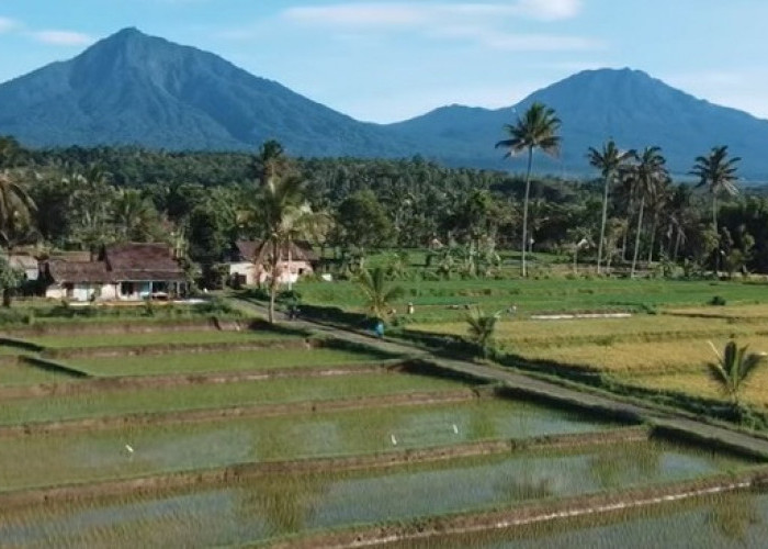 10 Daerah Penghasil Padi Terbesar di Indonesia, Lampung Termasuk?