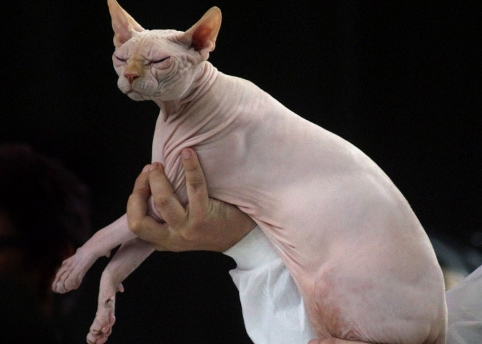 Terlihat Tak Berbulu, Kucing Sphynx Ini Miliki Harga Satu Motor Baru, Tertarik?