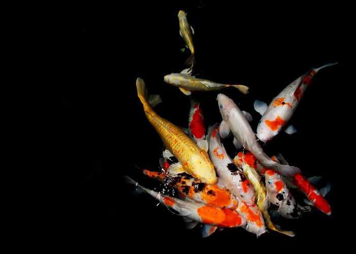 Banyak yang Belum Tahu, Arang Aktif Jadi Kunci Kolam Ikan Koi Tetap Bersih dan Bebas Racun