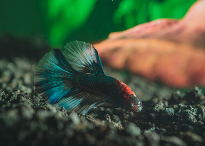 Tips Memilih Akuarium yang Tepat Agar Ikan Cupang Tidak Mudah Stres