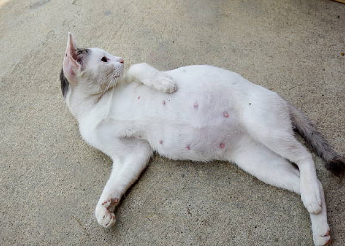 Kenali Sejak Dini Tanda-tanda Kucing Hamil 