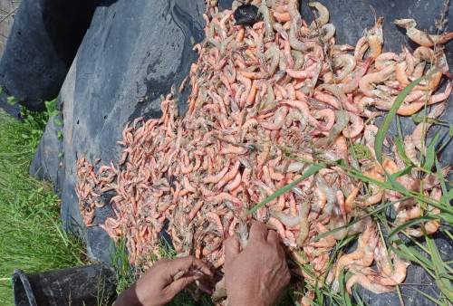 Petambak Dipasena Diserang Wabah AHPND, Pemkab Tulang Bawang Koordinasi dengan BBPBL Lampung