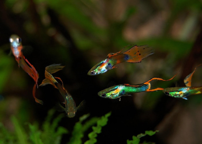 Guppy, Ikan Hias Air Tawar Dengan Beragam Sirip Eksotis 