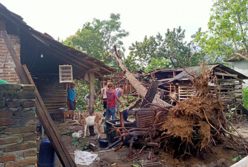 Diterjang Puting Beliung, Puluhan Rumah di Tuba Rusak