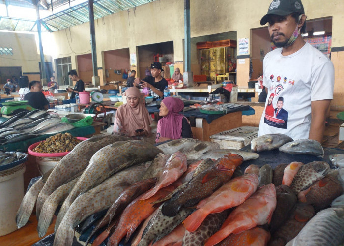 Manfaat Ikan Kerapu, Ternyata Juga Bisa Mempercepat Pemulihan Luka Operasi, Yuk Simak Selengkapnya