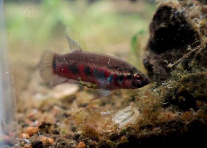 Betta Rubra, Ikan Cupang Merah Asli Aceh yang Nyaris Punah Karena Perdagangan Liar