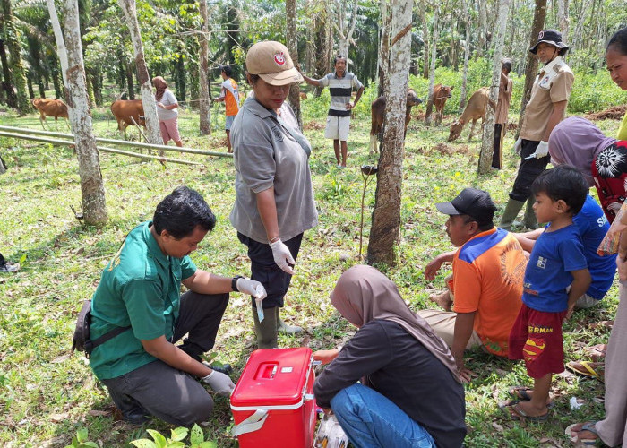 Jelang Idul Adha, Belum Ditemukan Penyakit Pada Hewan Ternak di Mesuji 