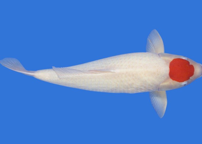 Fakta Unik Ikan Koi Tancho Kohaku yang Populer dan Dipercaya Bawa Hoki