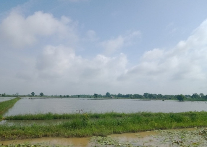 Dinas Pertanian Sarankan Petani Tulang Bawang Daftar AUTP, Ini Keuntungannya