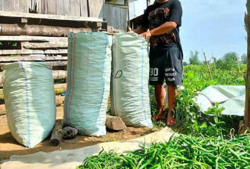 Manfaatkan Harga Mahal, Petani Panen Cabe Meski Belum Siap