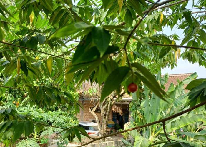 Jarang Diketahui, Ini 10 Manfaat Buah Kersen Untuk Kesehatan, Salah Satunya Menurunkan Berat Badan