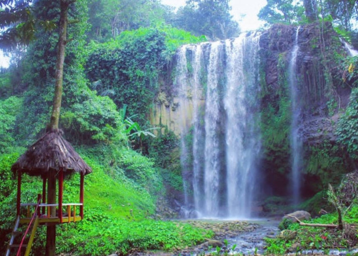 3 Pesona Wisata KPHL Batu Tegi, Hidden Gems Tanggamus, Dari Curug Tirai hingga Dilepasliarkan Kukang 