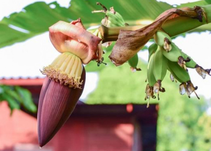 Ini 18 Nutrisi Pada Jantung Pisang yang Baik untuk Kesehatan