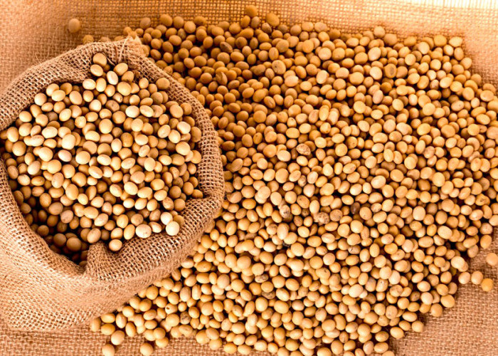 Usulkan Bantuan Benih Kedelai untuk 500 Ha Lahan di Pesawaran 
