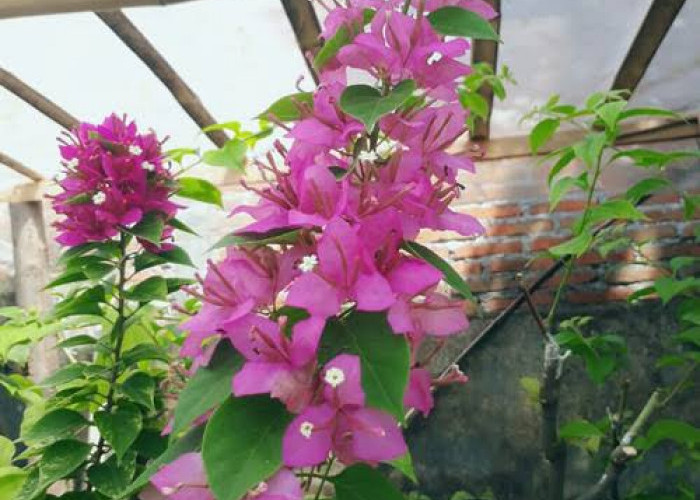 Update Harga Bougenville Ekor Musang Oktober 2023