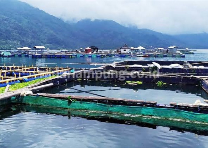 Pemkab Lampung Barat Terbuka Japfa Investasi Rp 400 Miliar