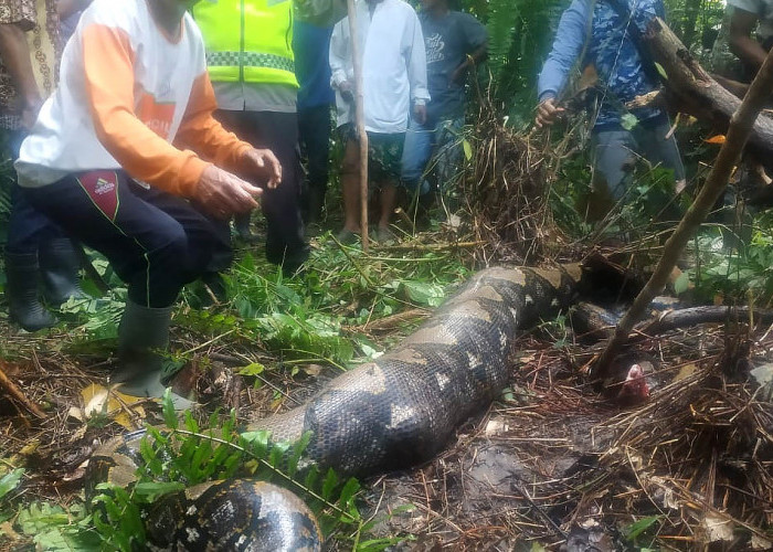 Ngeri! Wanita di Jambi Tewas Ditelan Ular Piton 