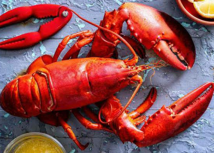 5 Trik Sukses Budidaya Lobster Laut Biar Cepat Panen