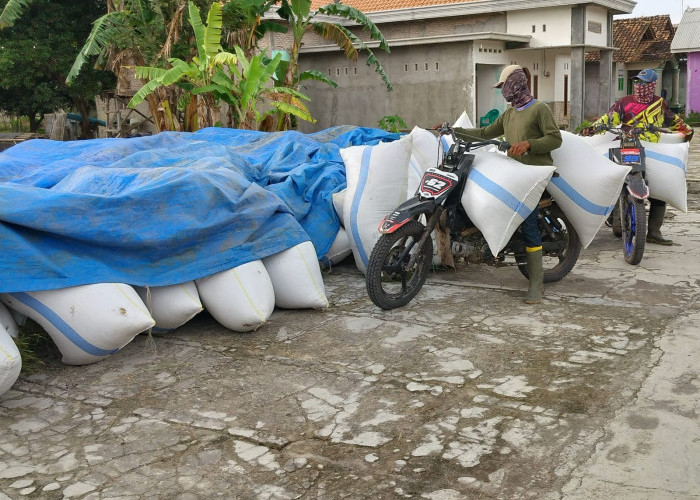 El Nino Masih Berlangsung, Poktan di Metro Panen Gabah 7 Ton