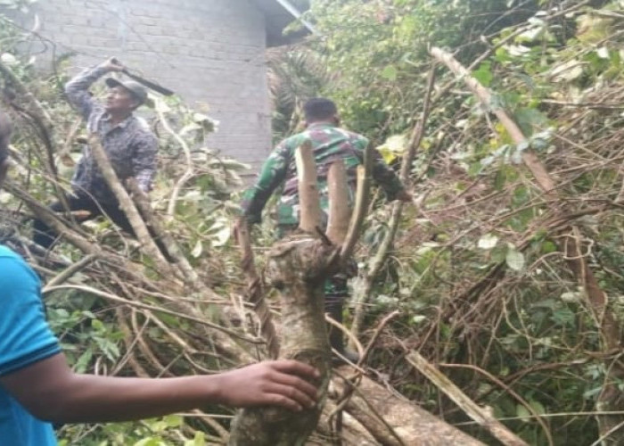 Ada Pohon Tumbang, Aparat dan Warga Bahu Membahu Evakuasi Pohon Tumbang