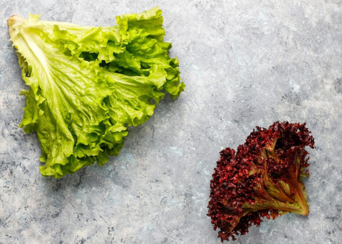 4 Manfaat Selada Daun Merah, Apakah Lebih Menyehatkan Dari Selada Biasanya? Simak Penjelasannya Ilmiahnya