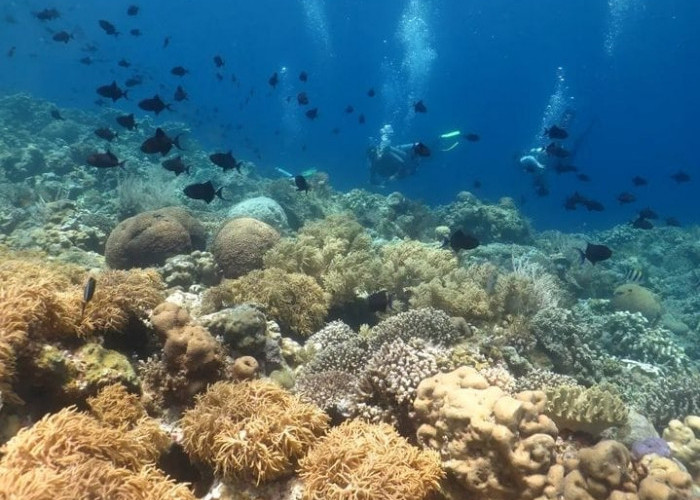7 Spot Diving di Wakatobi, Suguhi Surga Bawah Laut Mengagumkan