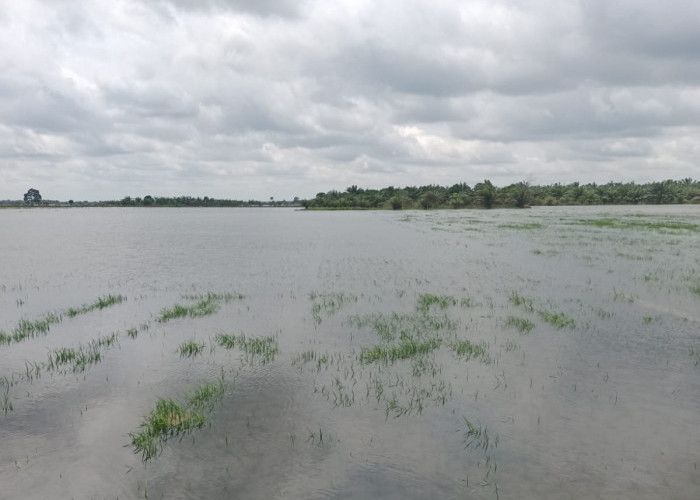 Akibat Banjir di Lahan Pertanian Mesuji Lampung, Petani Berpotensi Peroleh Bantuan Bibit