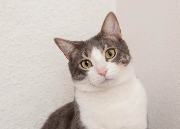 15 Pahala Memelihara Kucing Dalam Islam 
