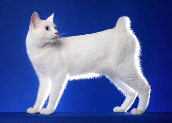 Penyebab 5 Ras Kucing Berekor Pendek
