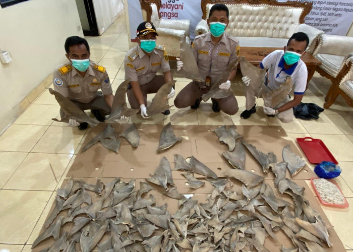 Karantina Gagalkan Upaya Penyeludupan Ratusan Sirip Hiu di Pelabuhan Bakauheni