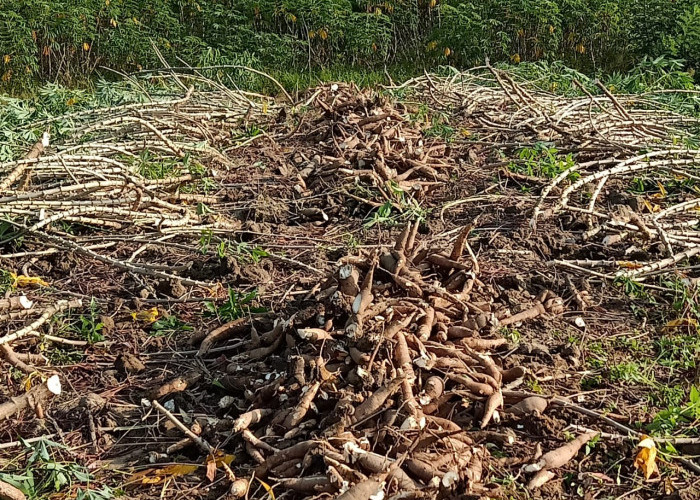Miris! Petani Singkong di Tubaba Merugi