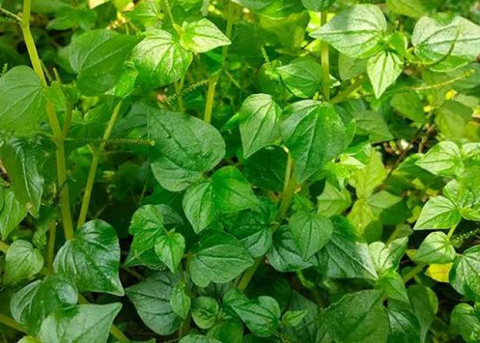 Mudah Didapatkan, Ini 3 Tanaman Herbal untuk Menyembuhkan Penyakit Mata