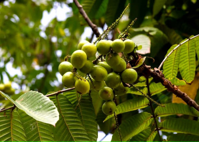 Jarang Diketahui Orang Nih, Ini 5 Manfaat Buah Matoa Untuk Kesehatan Tubuh, Ternyata Bagus Banget