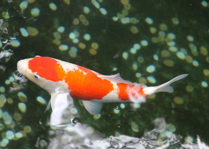 Kohaku, Si Raja Ikan Koi Dengan Warna Merah Putih yang Memukau