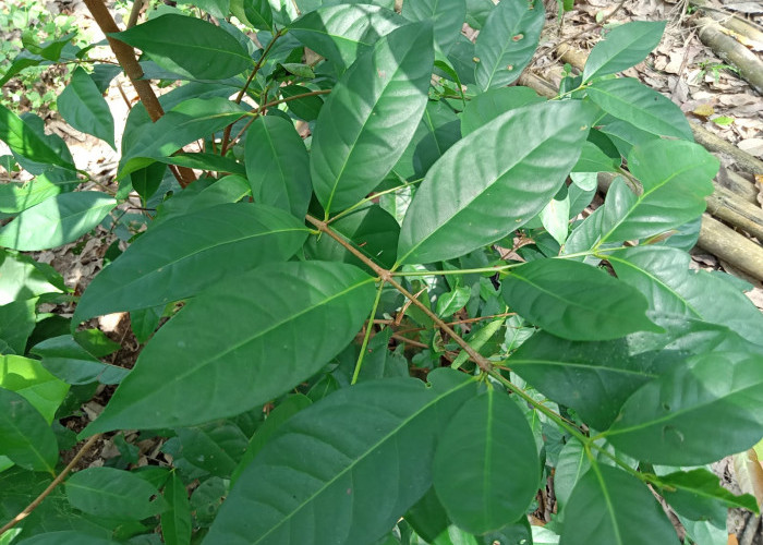 Tidak hanya untuk Penyedap Masakan, Ini 7 Manfaat Daun Salam yang Baik bagi Kesehatan