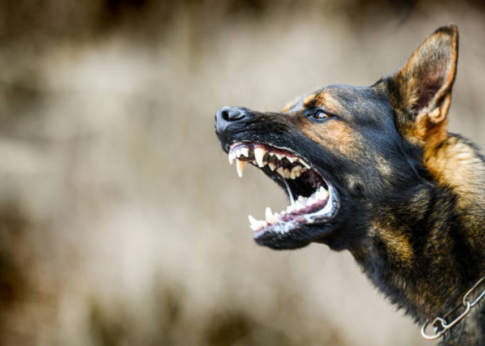 Dinas Pertanian Bandar Lampung Catat 300 Kasus Gigitan Hewan Peliharaan, Tiga Positif Rabies